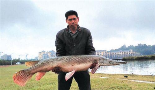 娱乐吃瓜酱放生鱼,一场爱心与自然的和谐交响