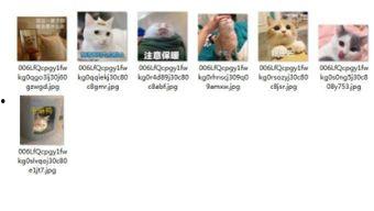 吃瓜群众视频猫咪表情包,吃瓜群众的萌态演绎