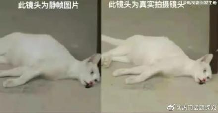 娱乐吃瓜酱虐猫博主小说,娱乐吃瓜酱的悬疑小说揭秘